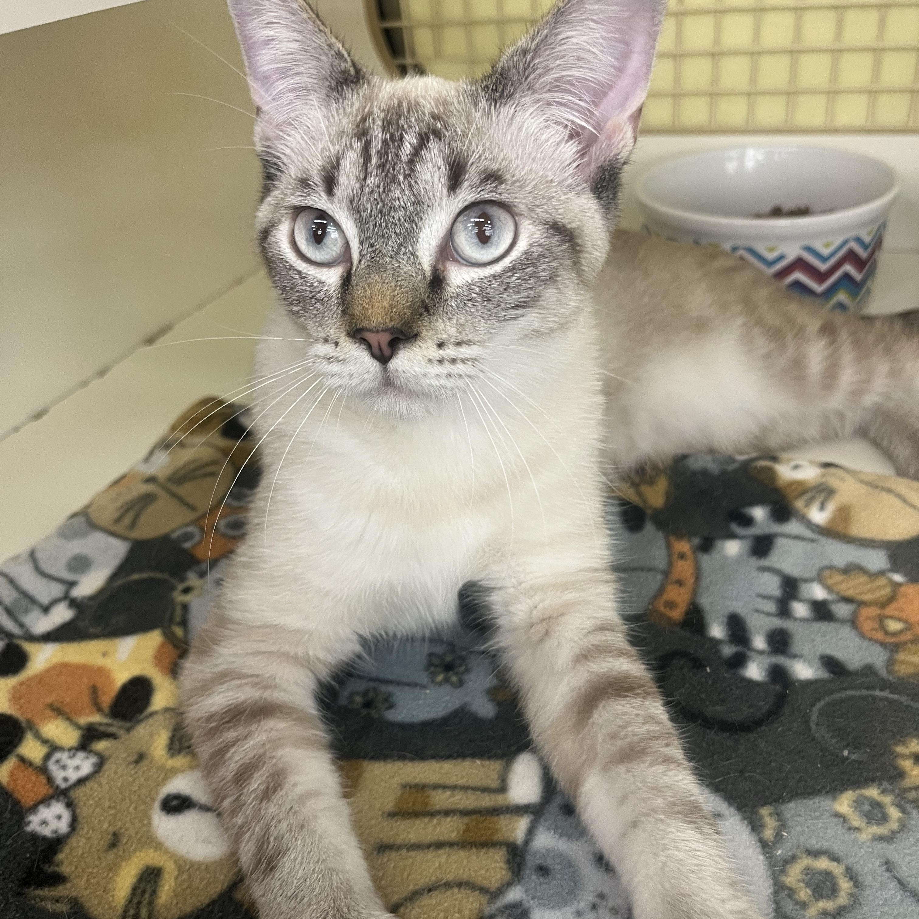 Kat Baloo R., Adopted, Adult Male Siamese.