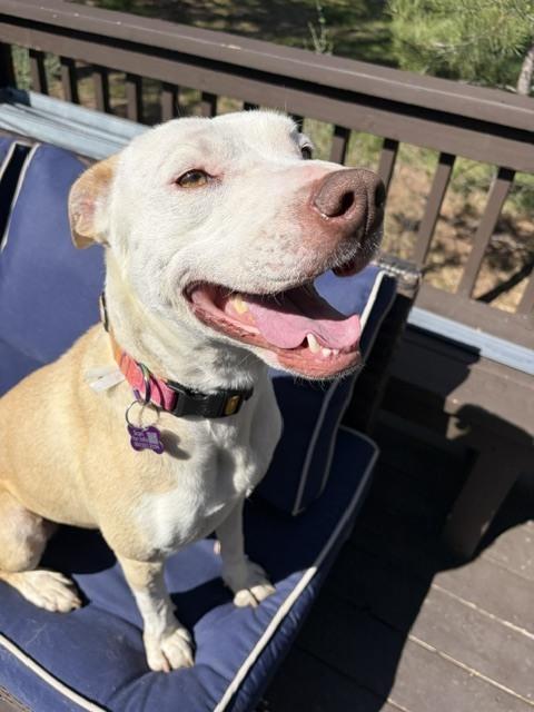PENELOPE, Adoptable, Adult Female Pit Bull Terrier & Boxer.