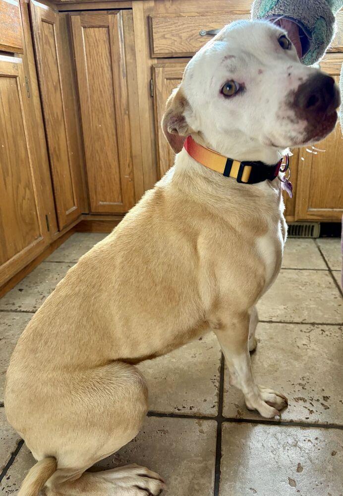Enlarge PENELOPE, a Adoptable mixed breed in Thornton, CO image 2/6