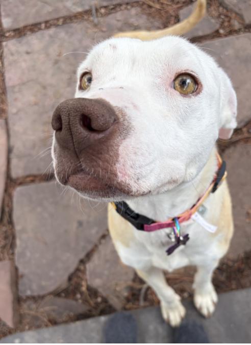 Enlarge PENELOPE, a Adoptable mixed breed in Thornton, CO image 3/6