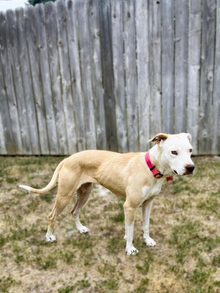 Enlarge PENELOPE, a Adoptable mixed breed in Thornton, CO image 4/6
