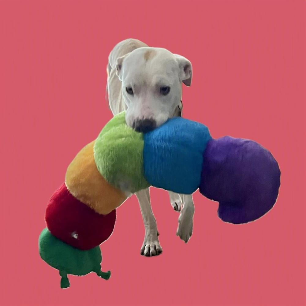 Enlarge PENELOPE, a Adoptable mixed breed in Thornton, CO image 5/6
