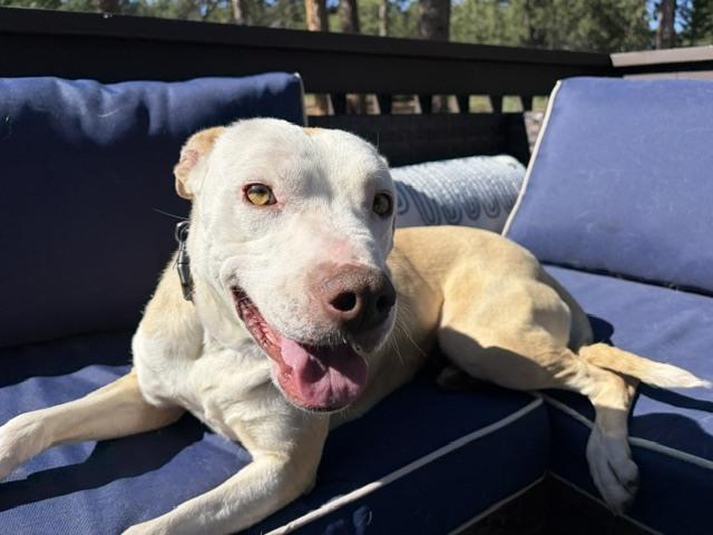Enlarge PENELOPE, a Adoptable mixed breed in Thornton, CO image 6/6