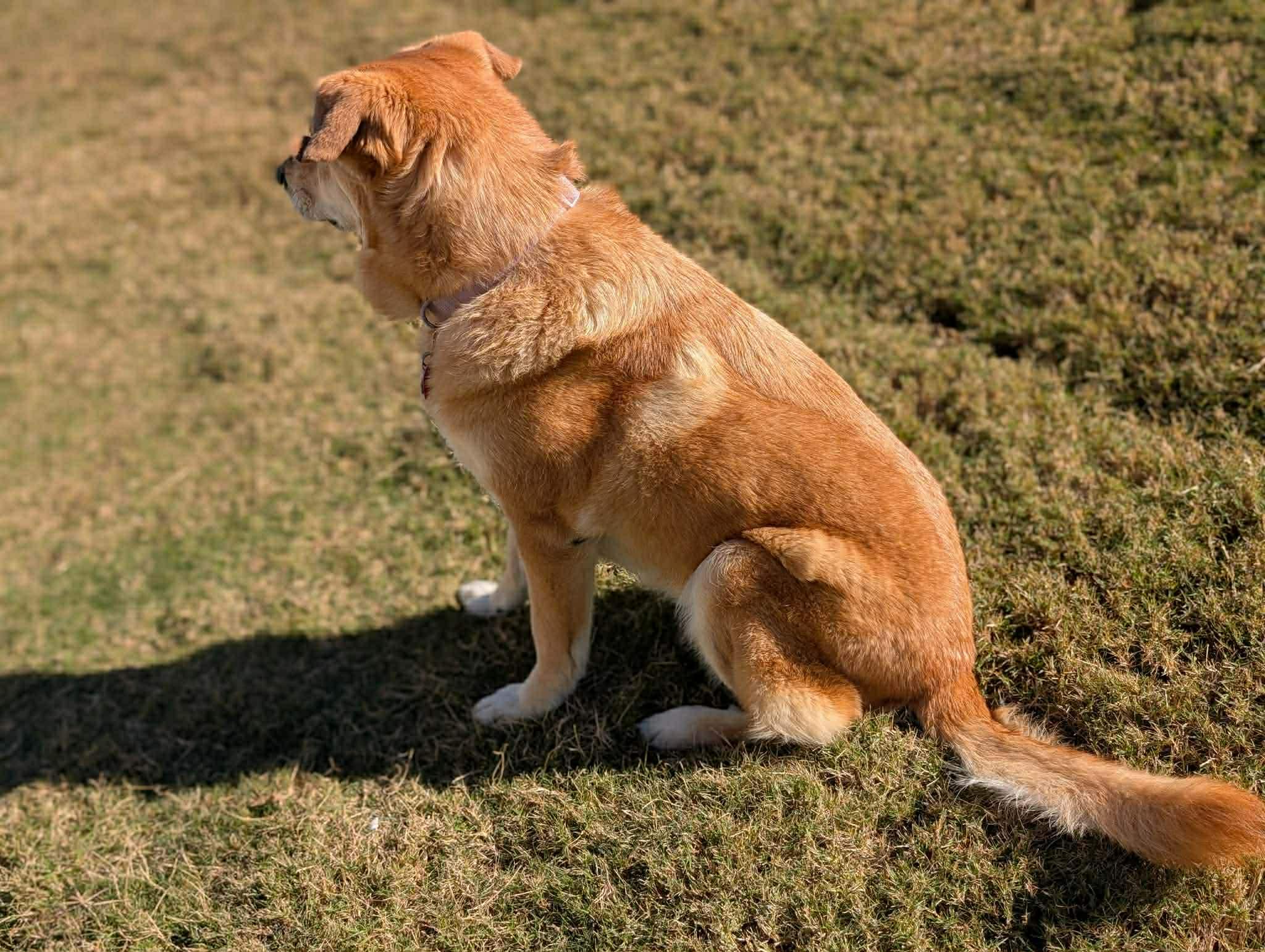 Avi, a ADOPTABLE mixed breed in Greenville, SC image 4/4