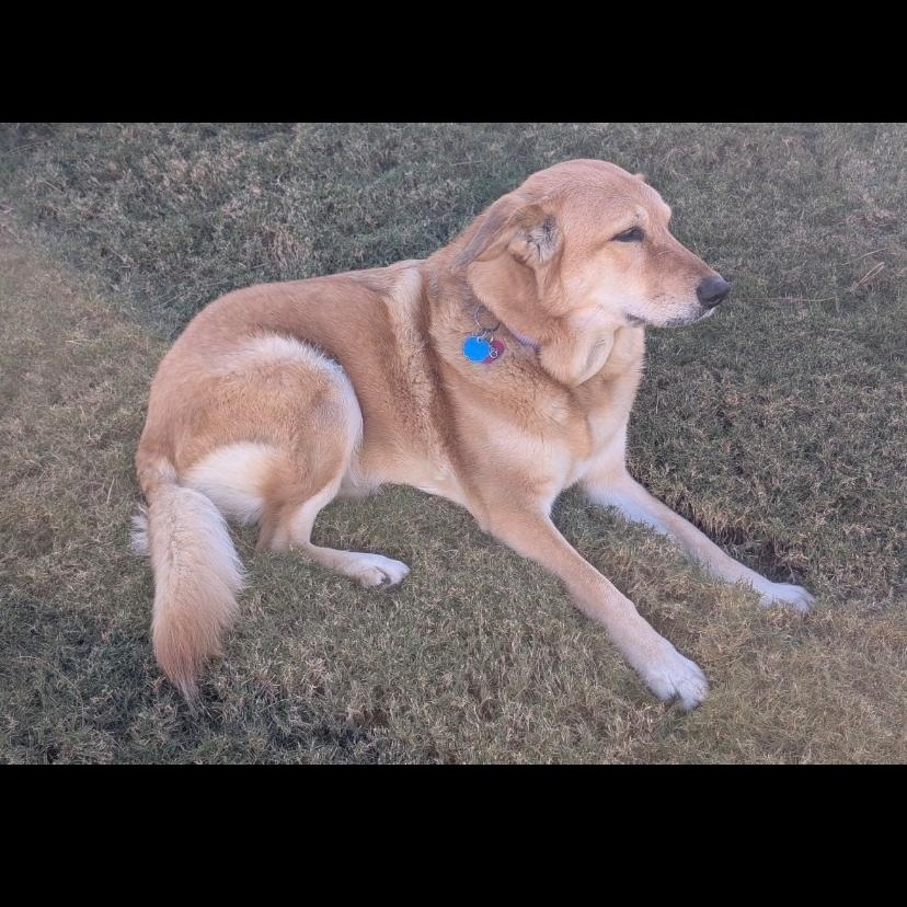 Avi, ADOPTABLE, Adult Female Golden Retriever.