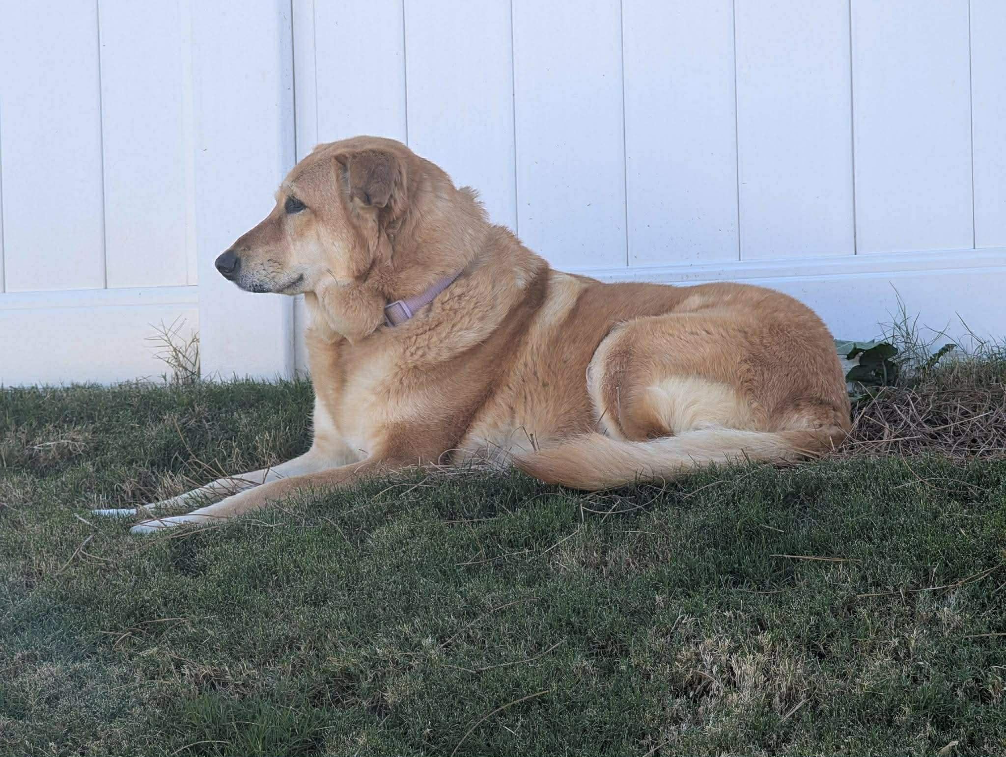 Avi, a ADOPTABLE mixed breed in Greenville, SC image 3/4