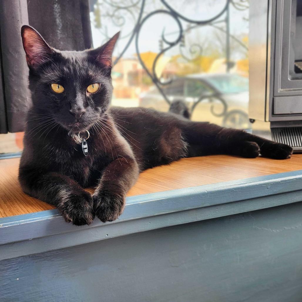 Enlarge Dublin, a Adoptable Domestic Short Hair in Stokesdale, NC image 3/3
