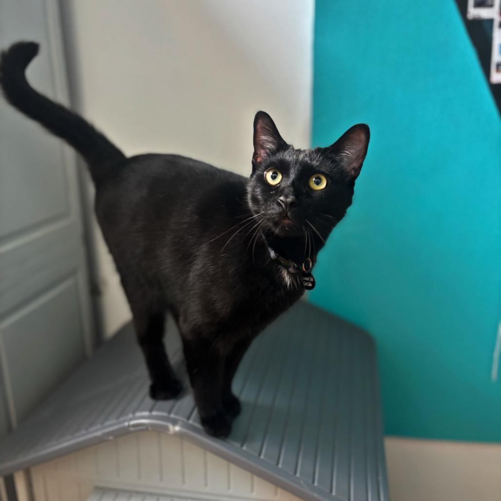 Dublin, Adoptable, Adult Male Domestic Short Hair.