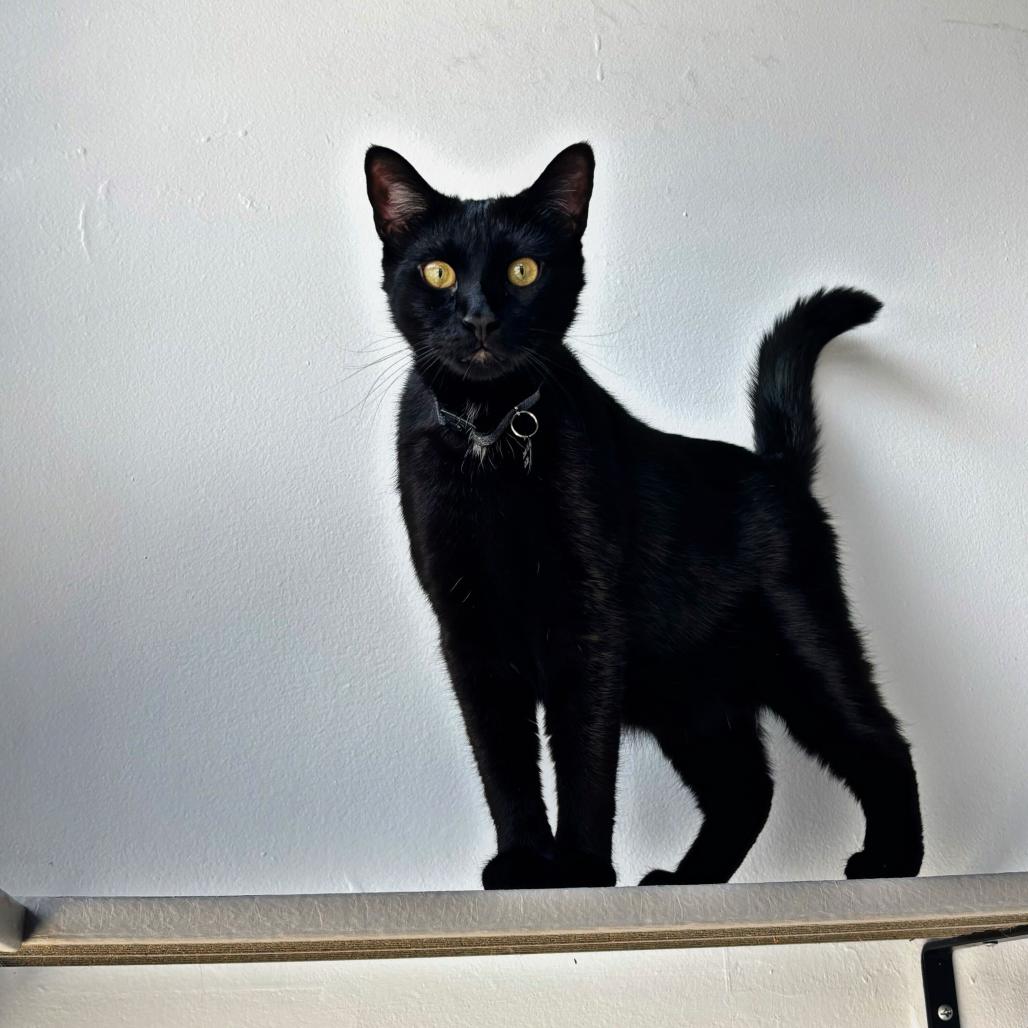 Enlarge Dublin, a Adoptable Domestic Short Hair in Stokesdale, NC image 2/3