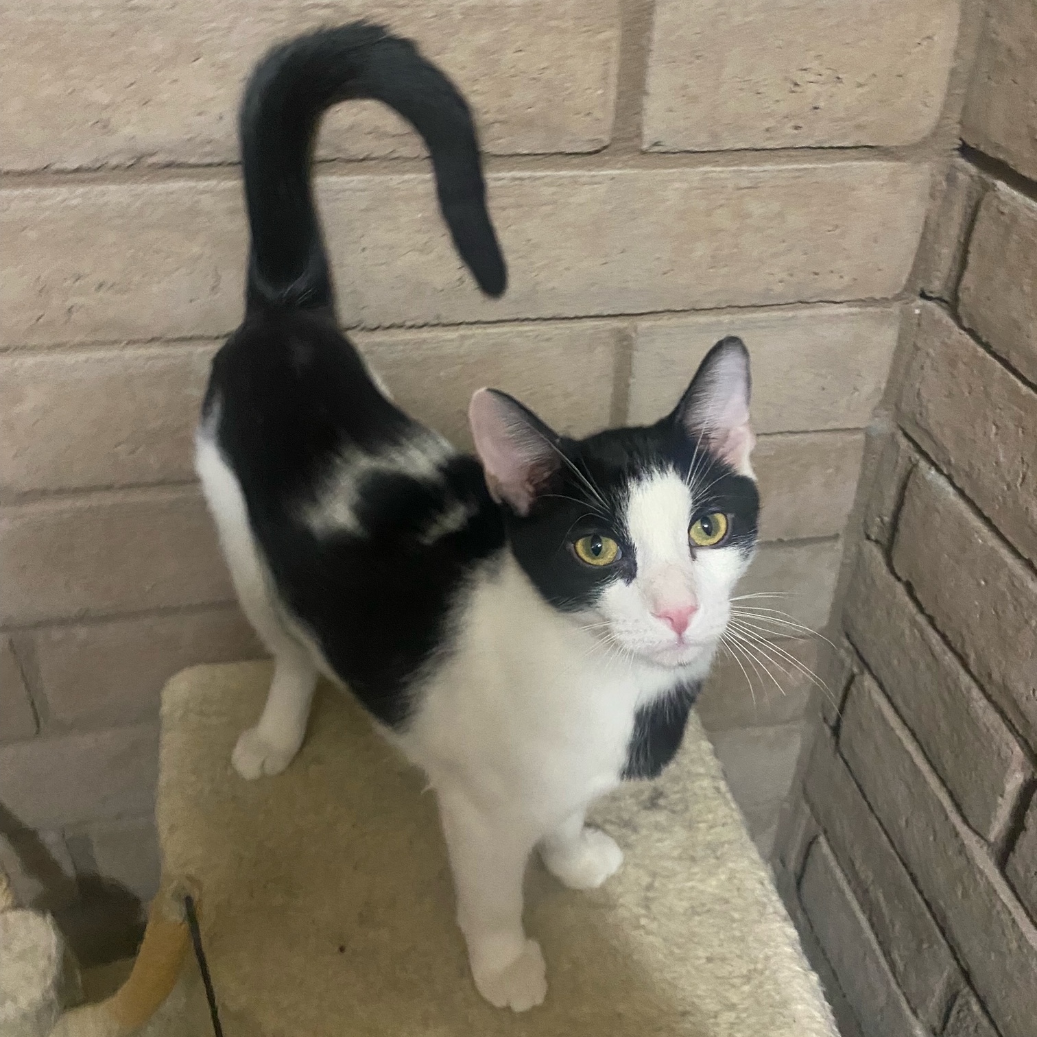 Enlarge Stolas, a Adopted Domestic Short Hair in Phoenix, AZ image 2/2