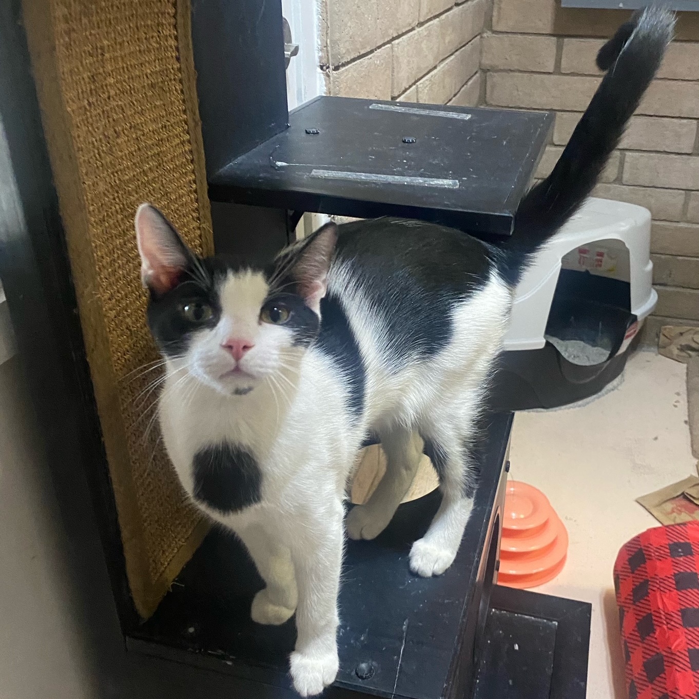 Enlarge Stolas, a Adopted Domestic Short Hair in Phoenix, AZ image 1/2