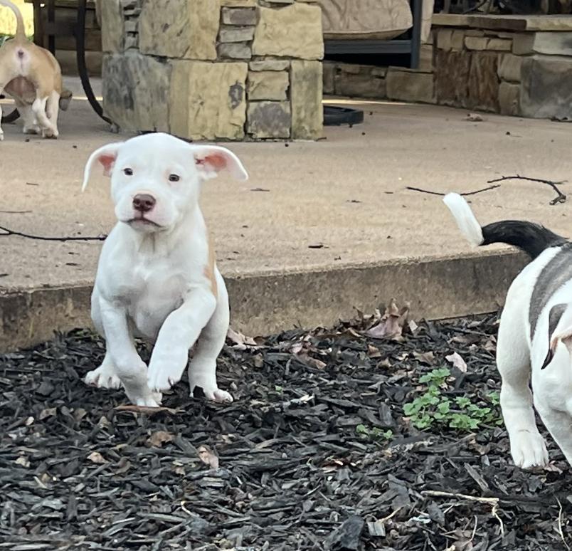 Montey — thumbnail 3