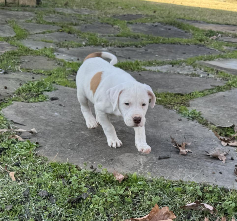 Montey — thumbnail 4