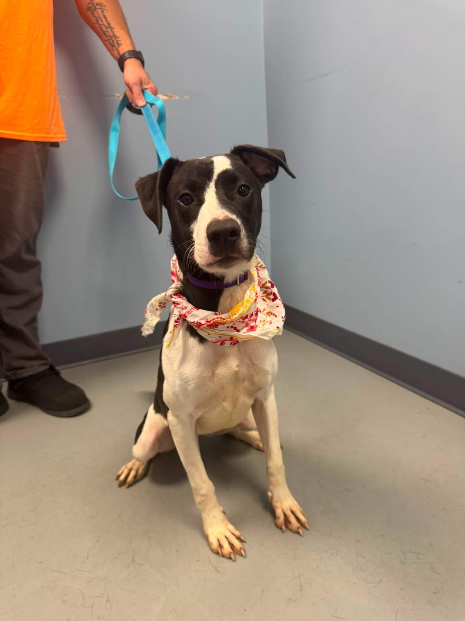 Meadow, Adoptable, Young Female Terrier.