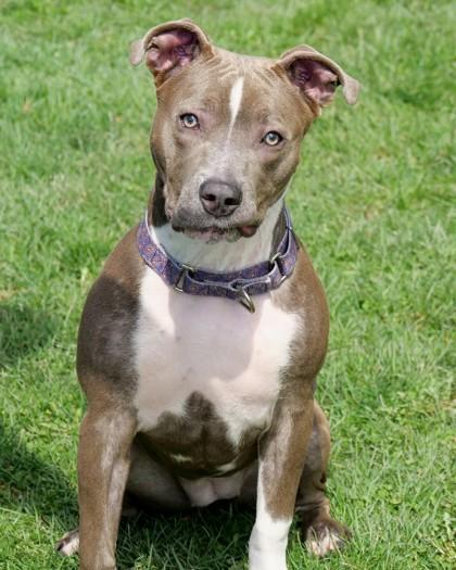 Lainey, Adoptable, Young Female Mixed Breed & Mixed Breed.