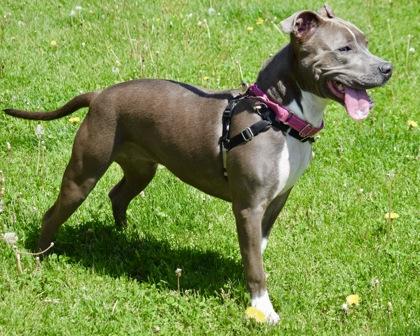 Enlarge Lainey, a Adoptable mixed breed in West Seneca, NY image 2/3