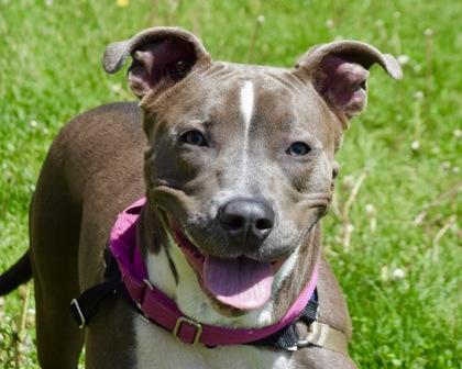 Enlarge Lainey, a Adoptable mixed breed in West Seneca, NY image 3/3