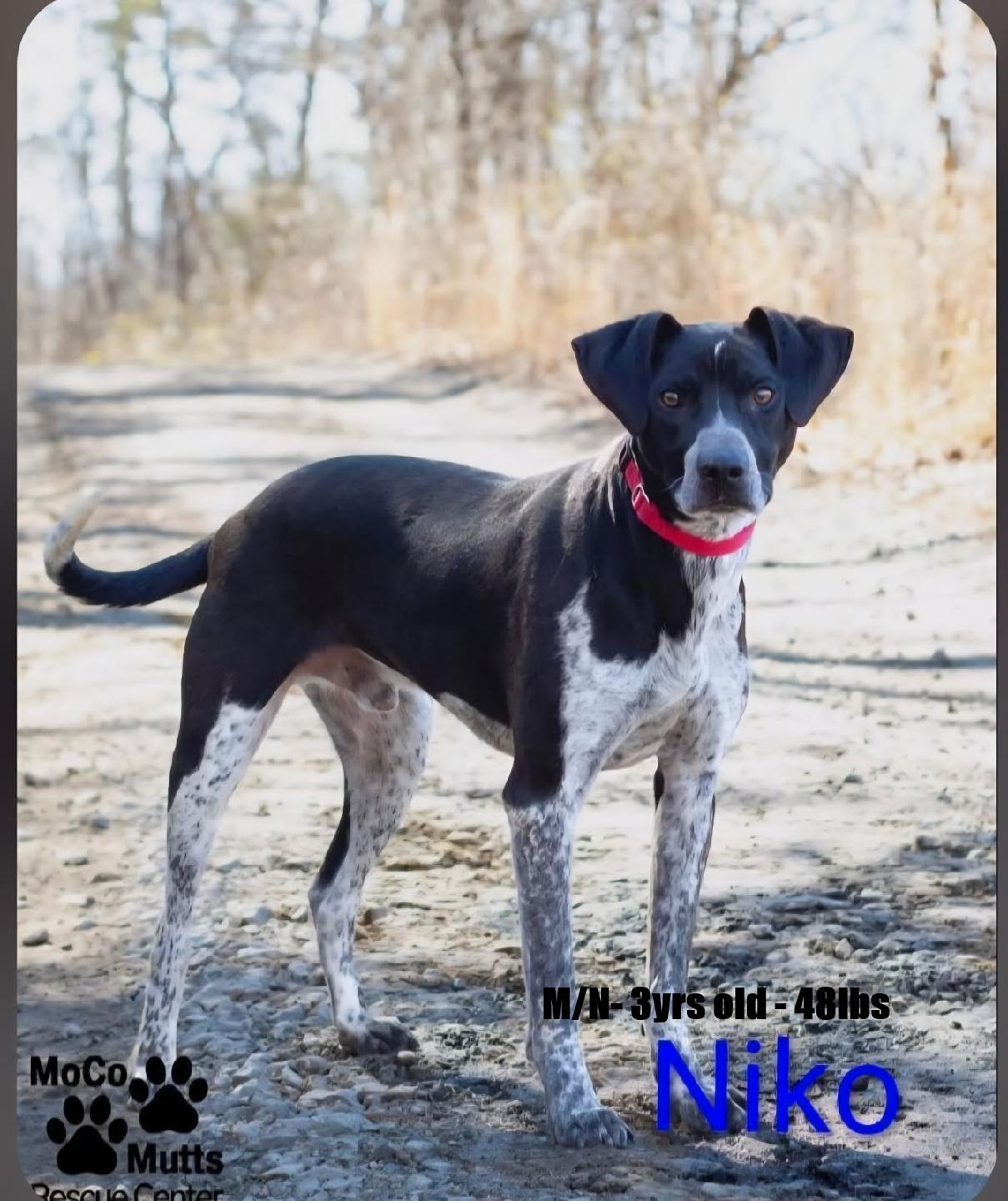 Niko - Arriving 2/21/26 around 10:00 am, Adoptable, Adult Male Mixed Breed.