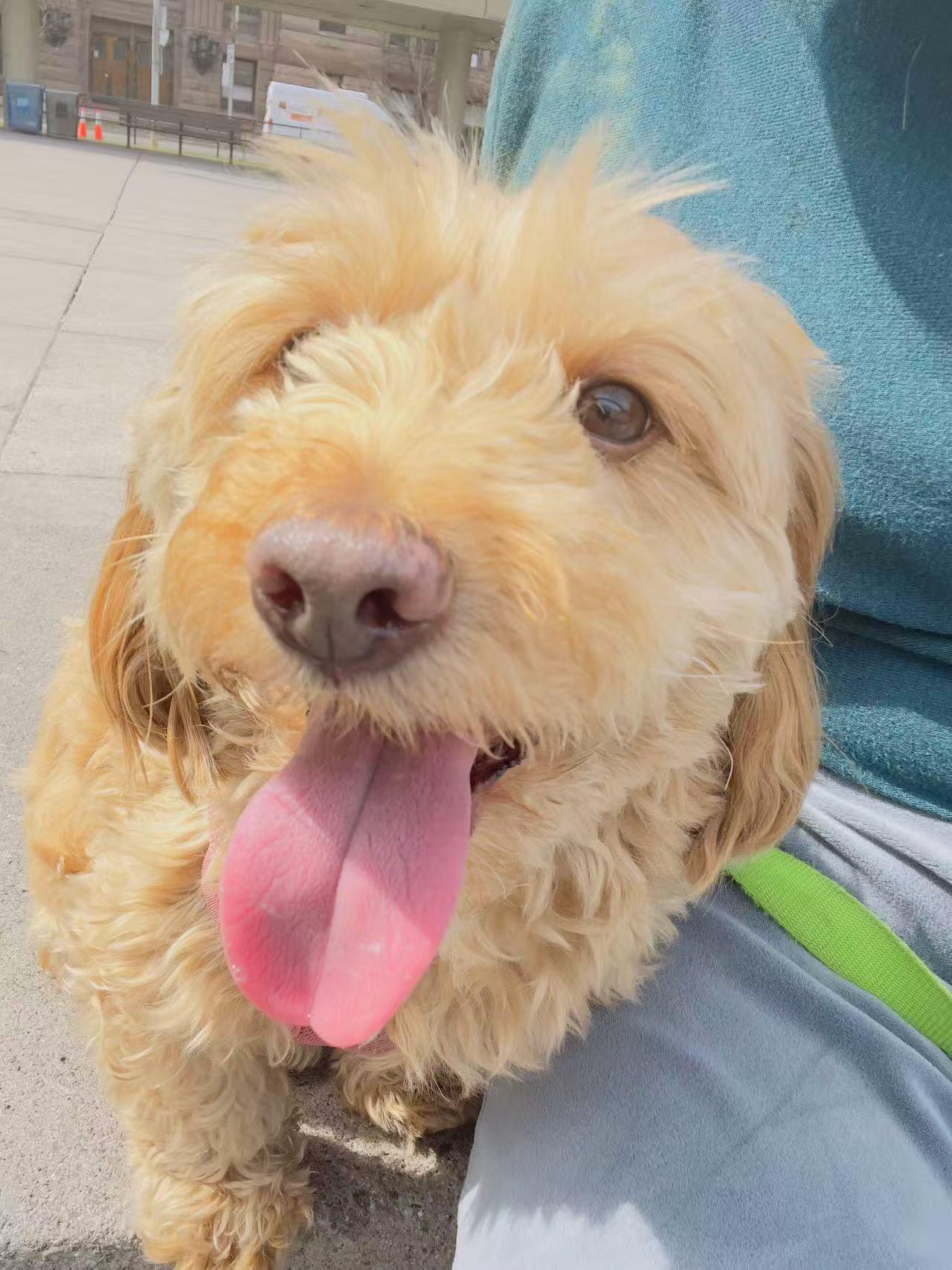 Enlarge Doris, a ADOPTABLE Poodle (Toy) in North York, ON image 2/4