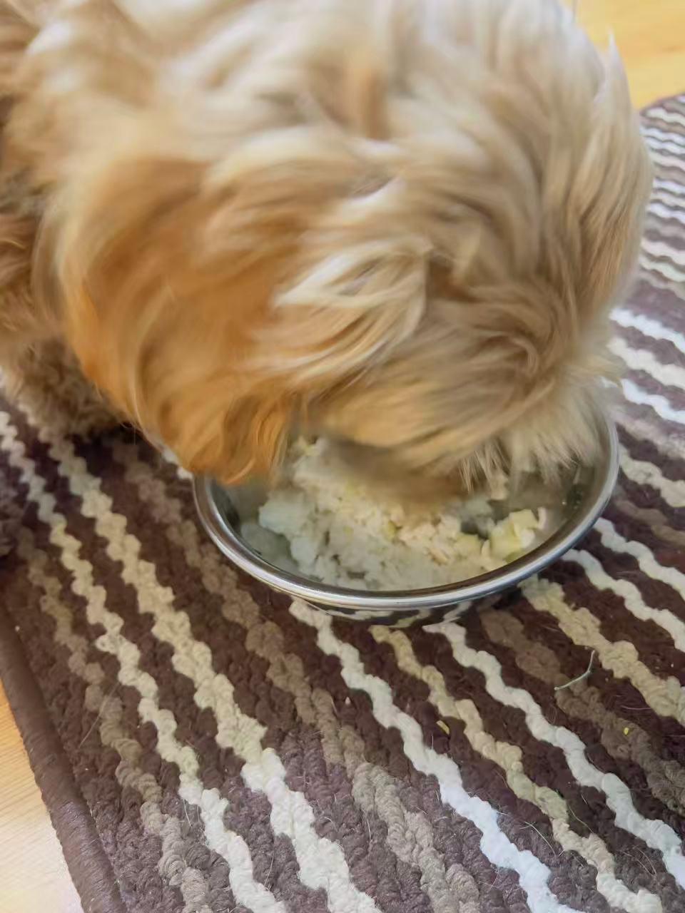 Enlarge Doris, a ADOPTABLE Poodle (Toy) in North York, ON image 3/4