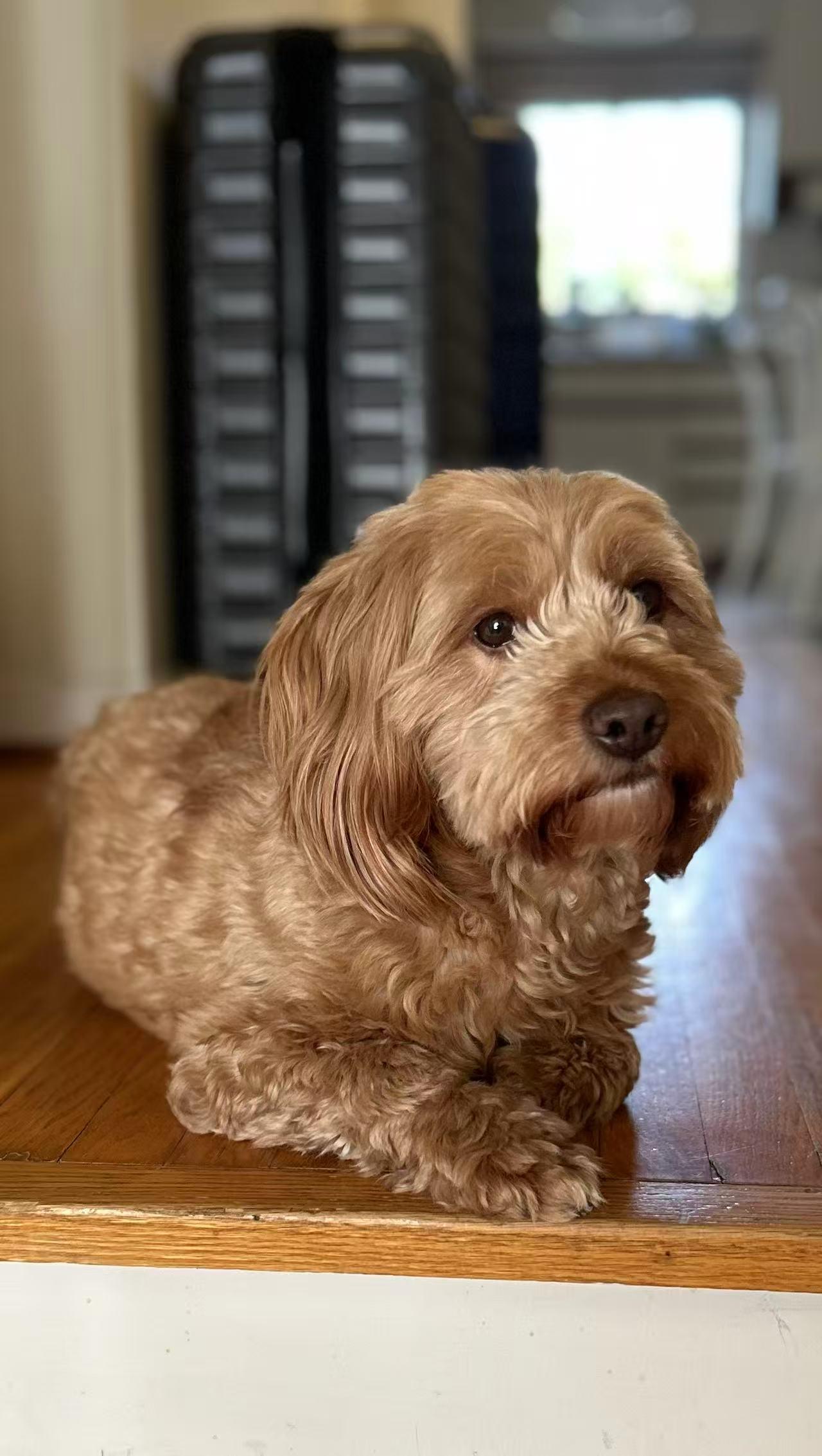 Doris, ADOPTABLE, Young Female Poodle (Toy).