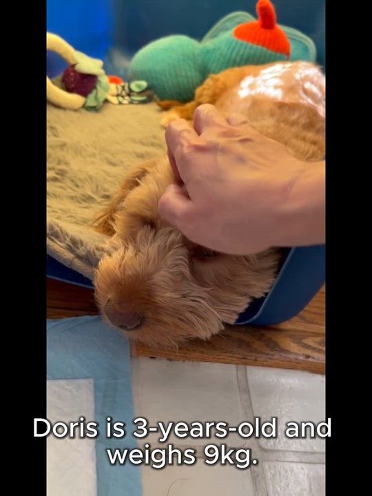 Enlarge Doris, a ADOPTABLE Poodle (Toy) in North York, ON video 4/4