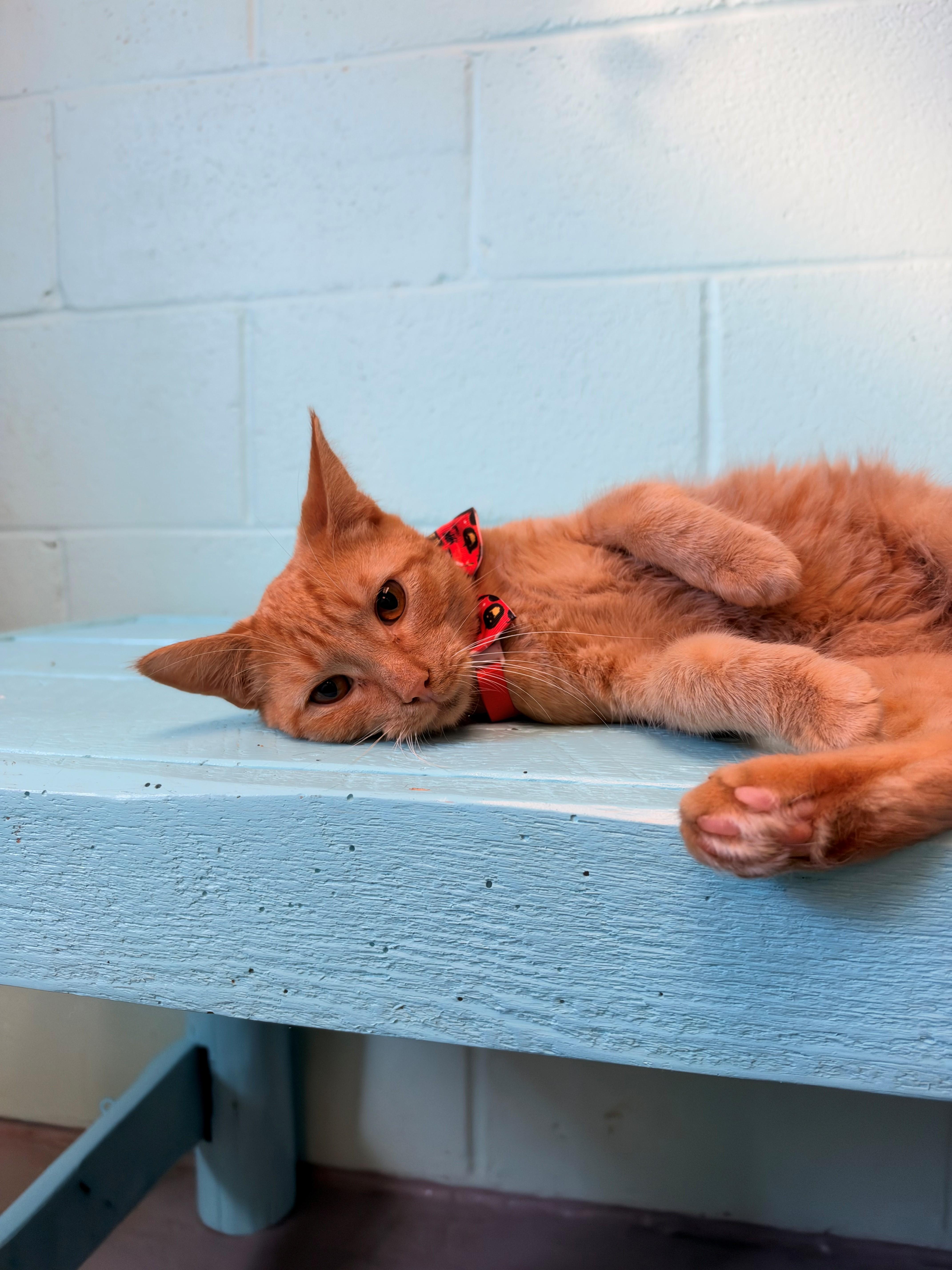 Bulbasaur, Adoptable, Kitten Male Domestic Short Hair.