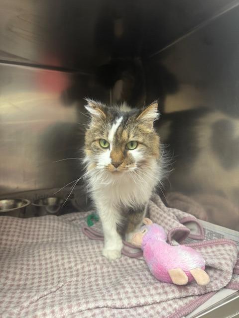 Enlarge Josie, a Adopted mixed breed in Findlay, OH image 1/3