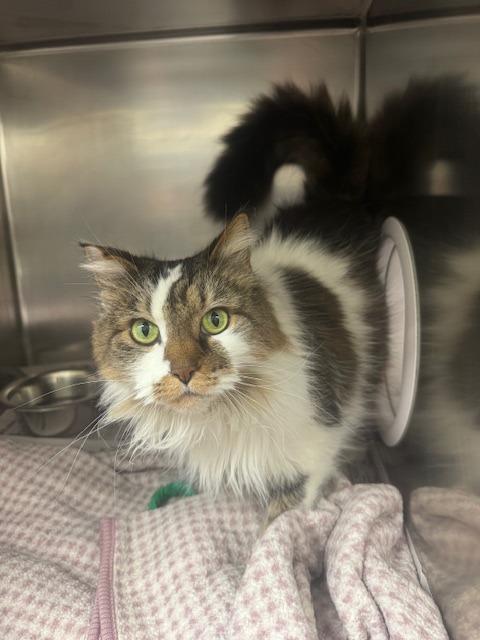 Enlarge Josie, a Adopted mixed breed in Findlay, OH image 2/3