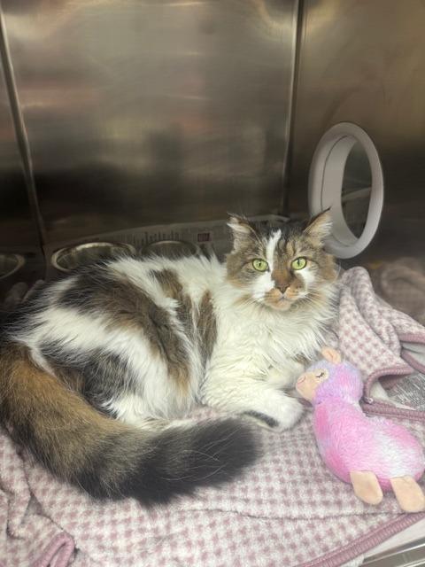 Enlarge Josie, a Adopted mixed breed in Findlay, OH image 3/3