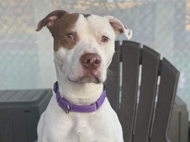 Enlarge GREGORY, a Adoptable Pit Bull Terrier in Tacoma, WA image 1/1