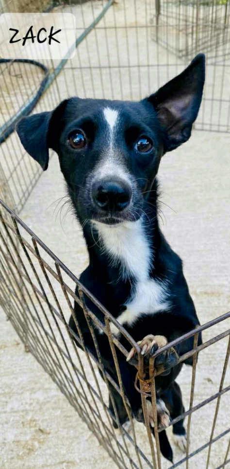 Enlarge Zack, a Adopted mixed breed in Oak Harbor, WA image 1/1