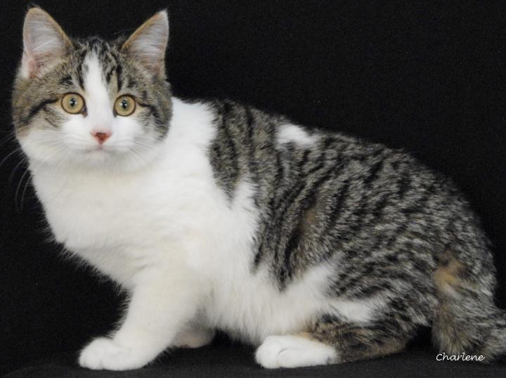 Enlarge Cosmic Brownie, a ADOPTABLE Domestic Short Hair in Newland, NC image 1/1
