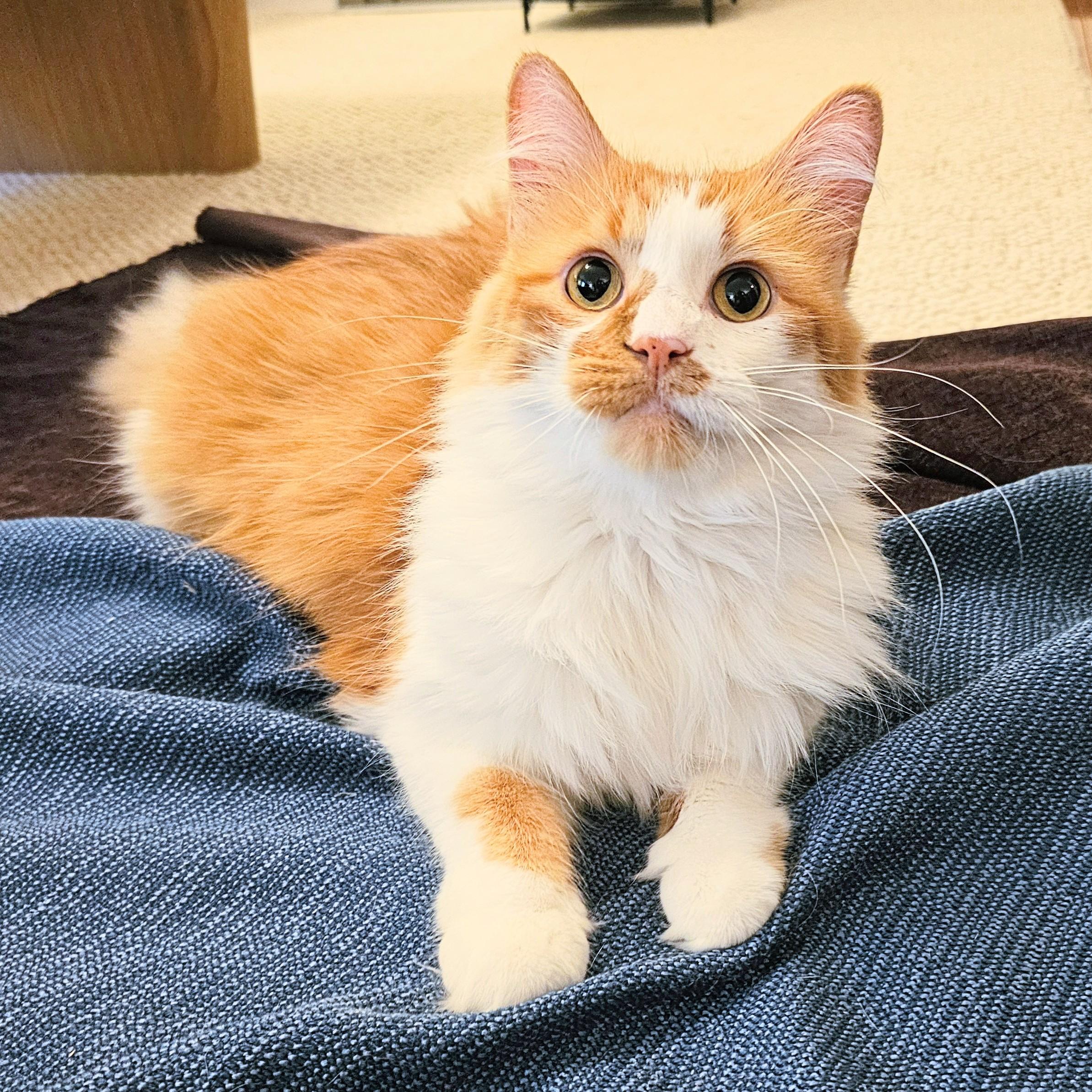 Honey, a Adoptable Domestic Long Hair in Chicago, IL image 2/6