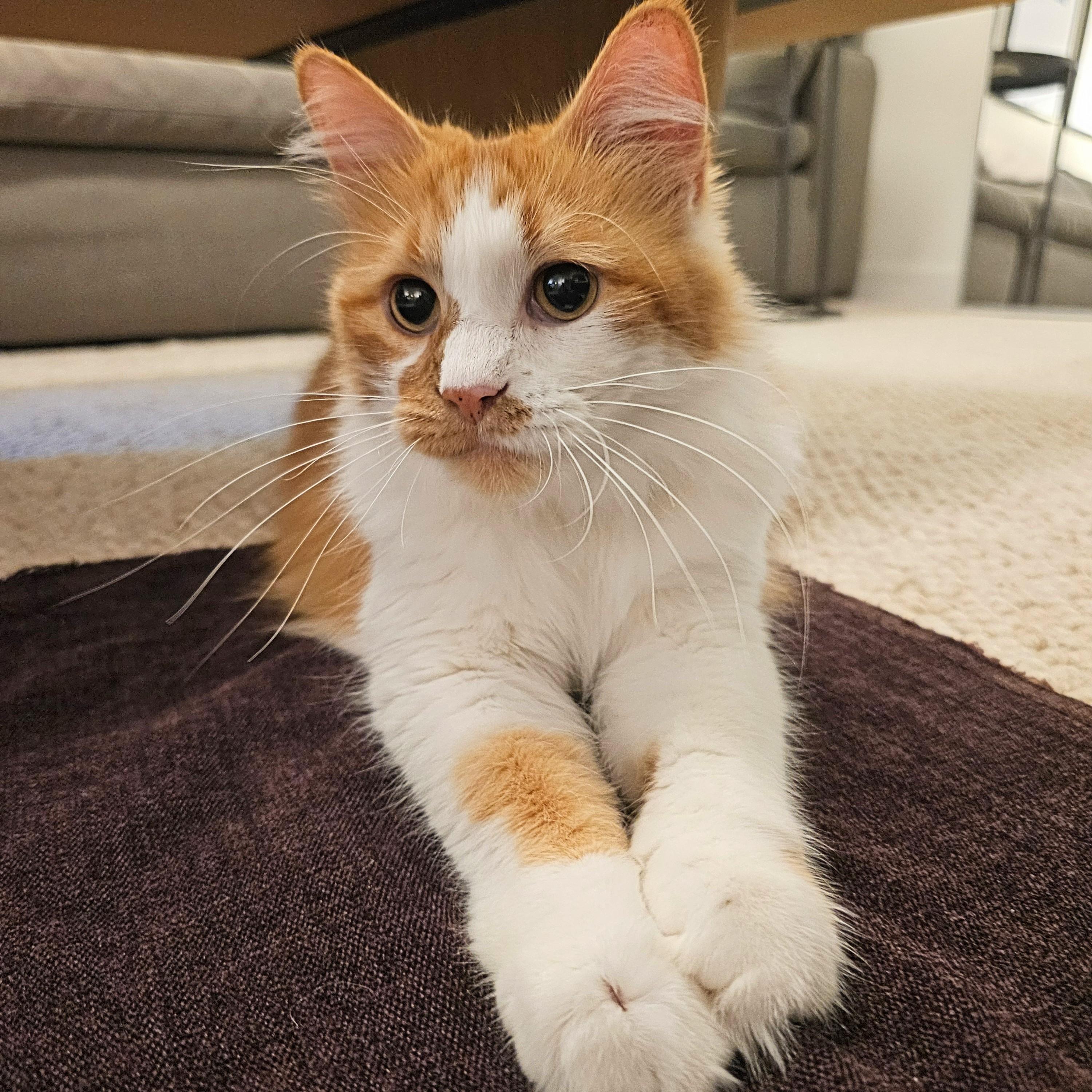 Honey, a Adoptable Domestic Long Hair in Chicago, IL image 3/6