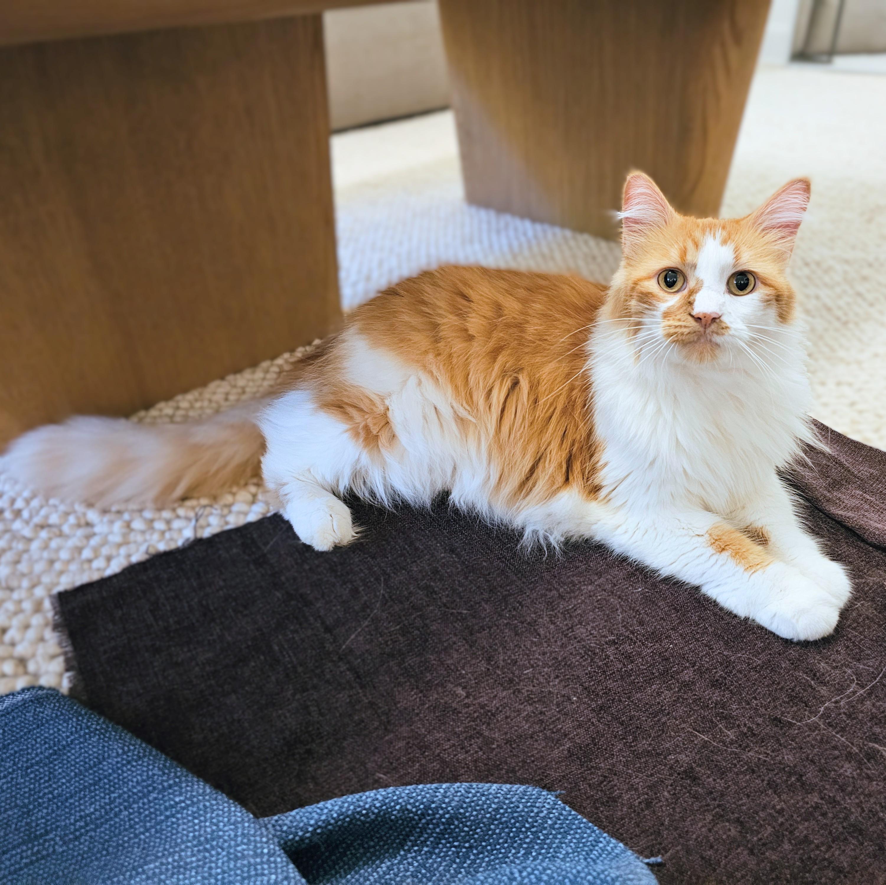 Honey, a Adoptable Domestic Long Hair in Chicago, IL image 4/6