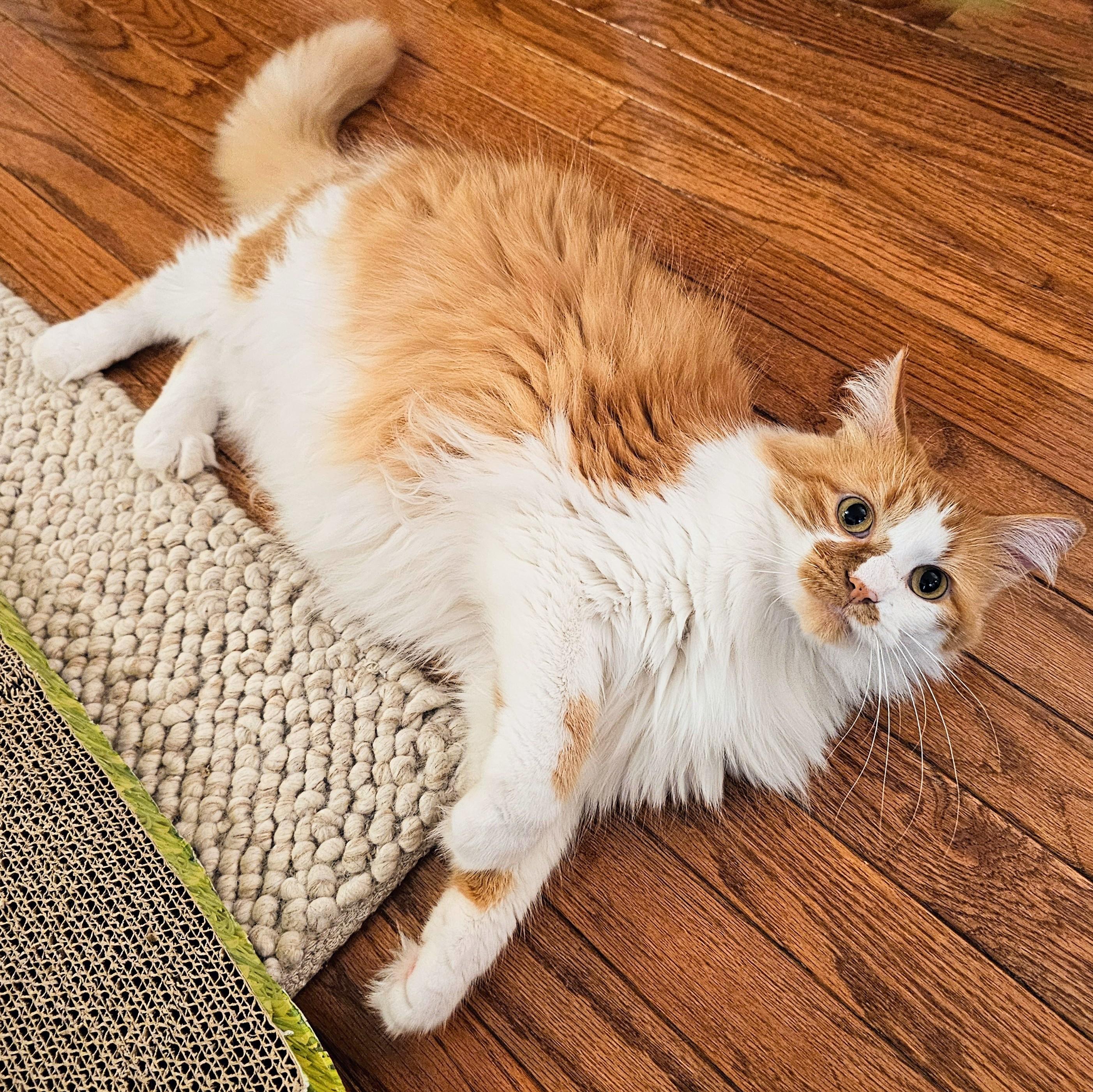 Honey, a Adoptable Domestic Long Hair in Chicago, IL image 6/6