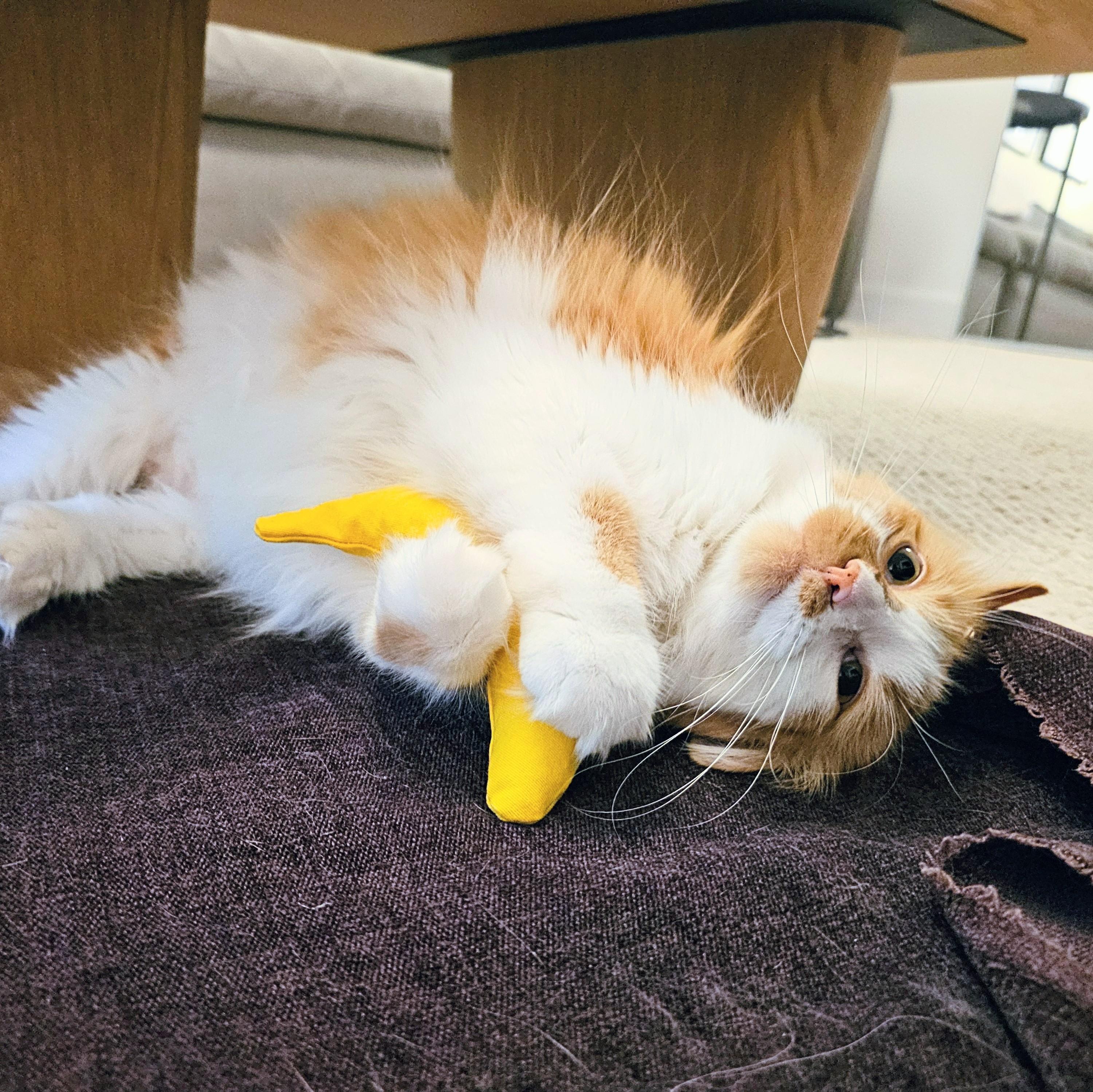 Honey, Adoptable, Adult Female Domestic Long Hair.