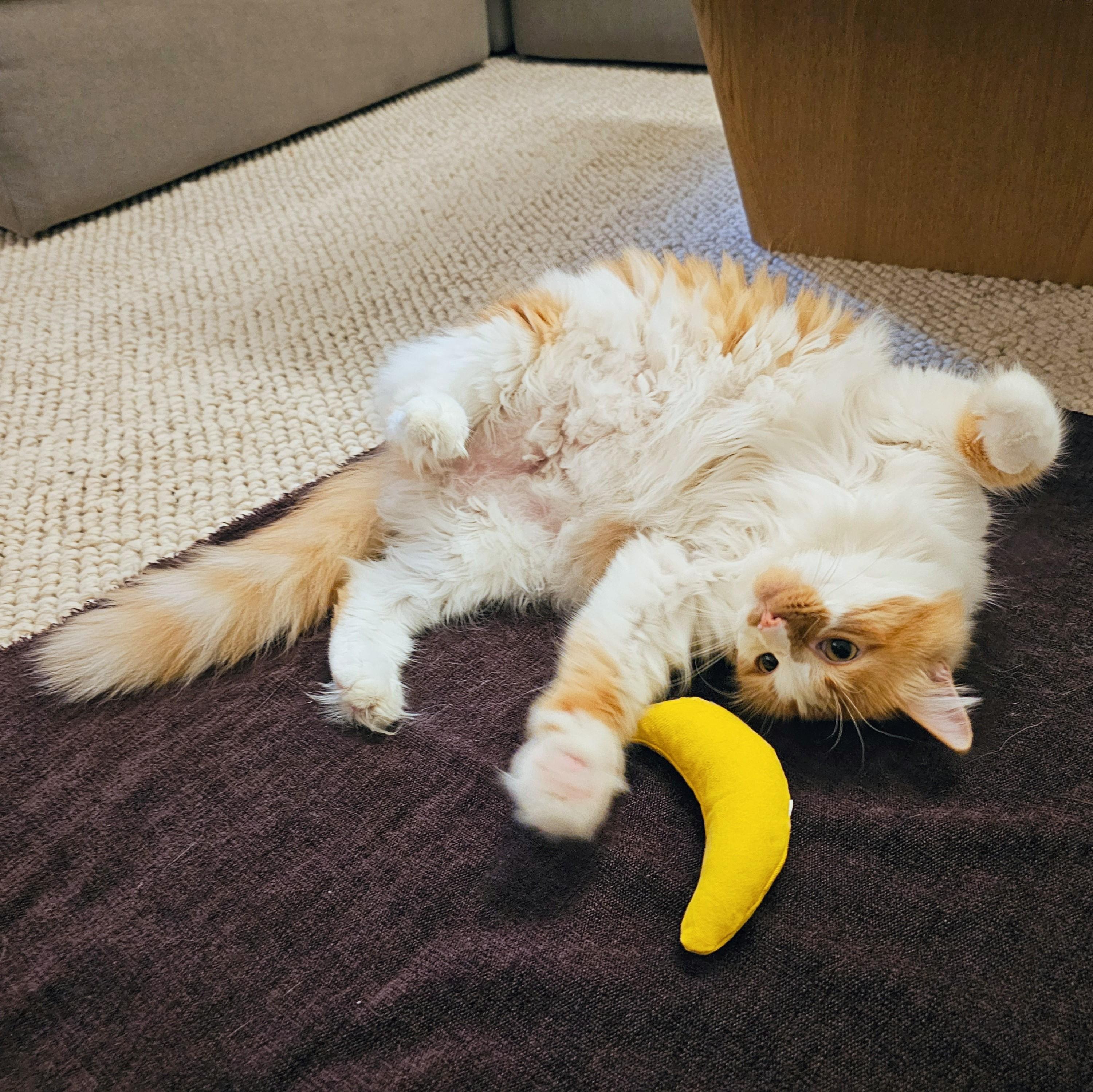 Honey, a Adoptable Domestic Long Hair in Chicago, IL image 5/6