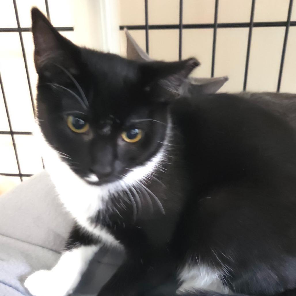 Enlarge Sitara, a Adoptable Domestic Short Hair in Jessup, MD image 1/1