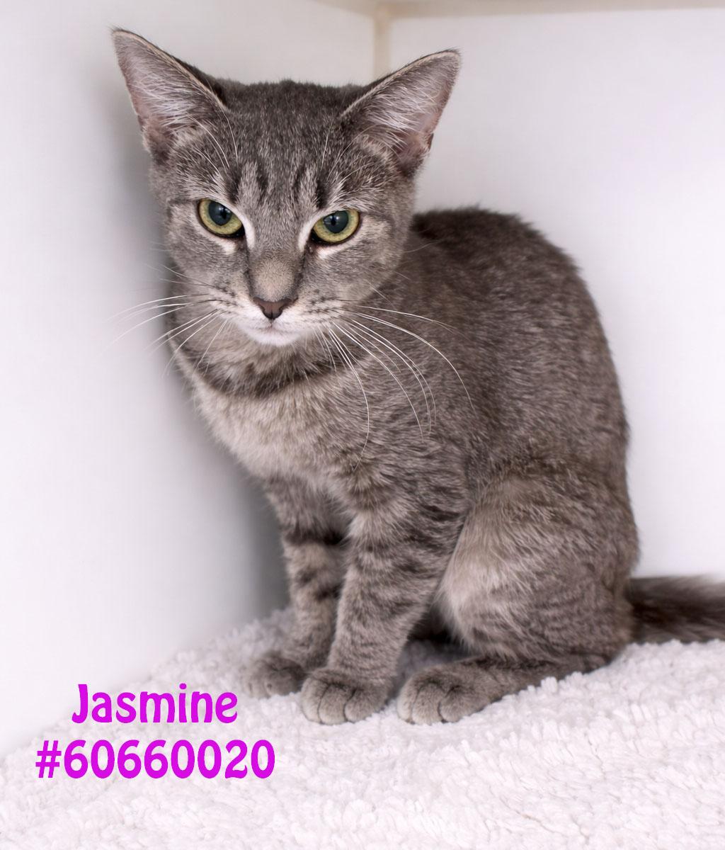 Jasmine, adopted, Adult Female American Bobtail.