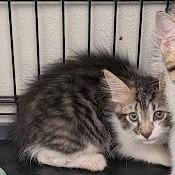 Enlarge Egg, a Adoptable Domestic Short Hair in Hannibal, MO image 1/1