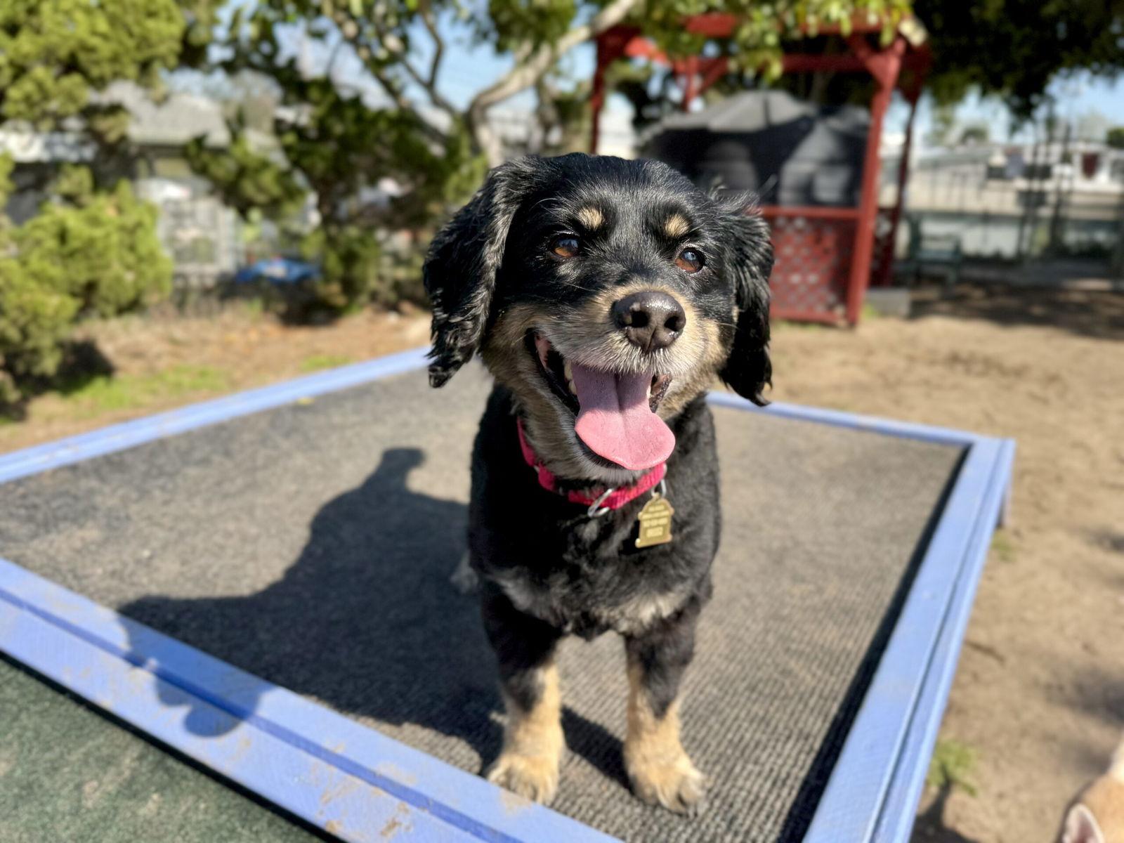 Enlarge Darla, a Adopted mixed breed in Seal Beach, CA image 1/2