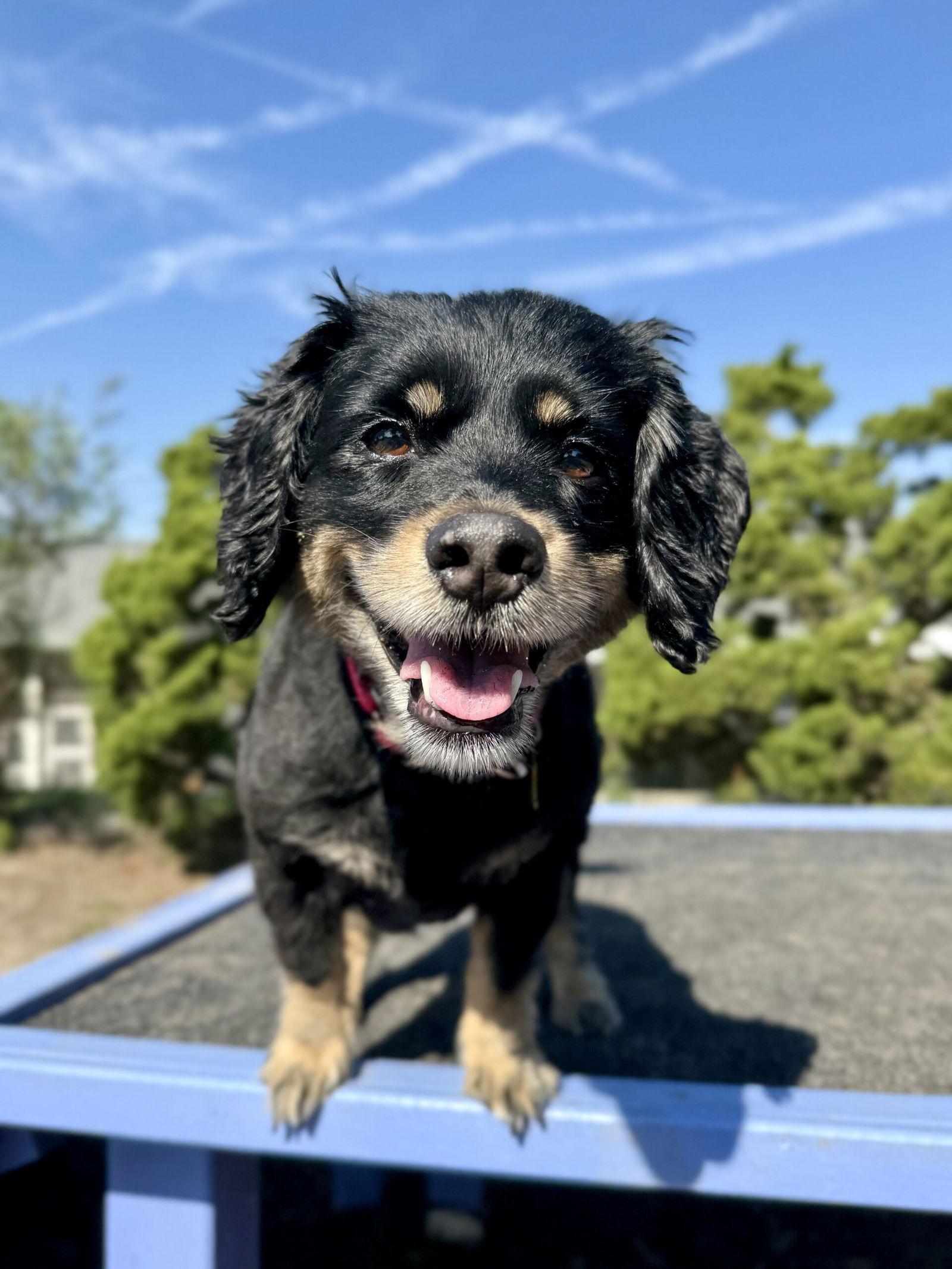 Enlarge Darla, a Adopted mixed breed in Seal Beach, CA image 2/2