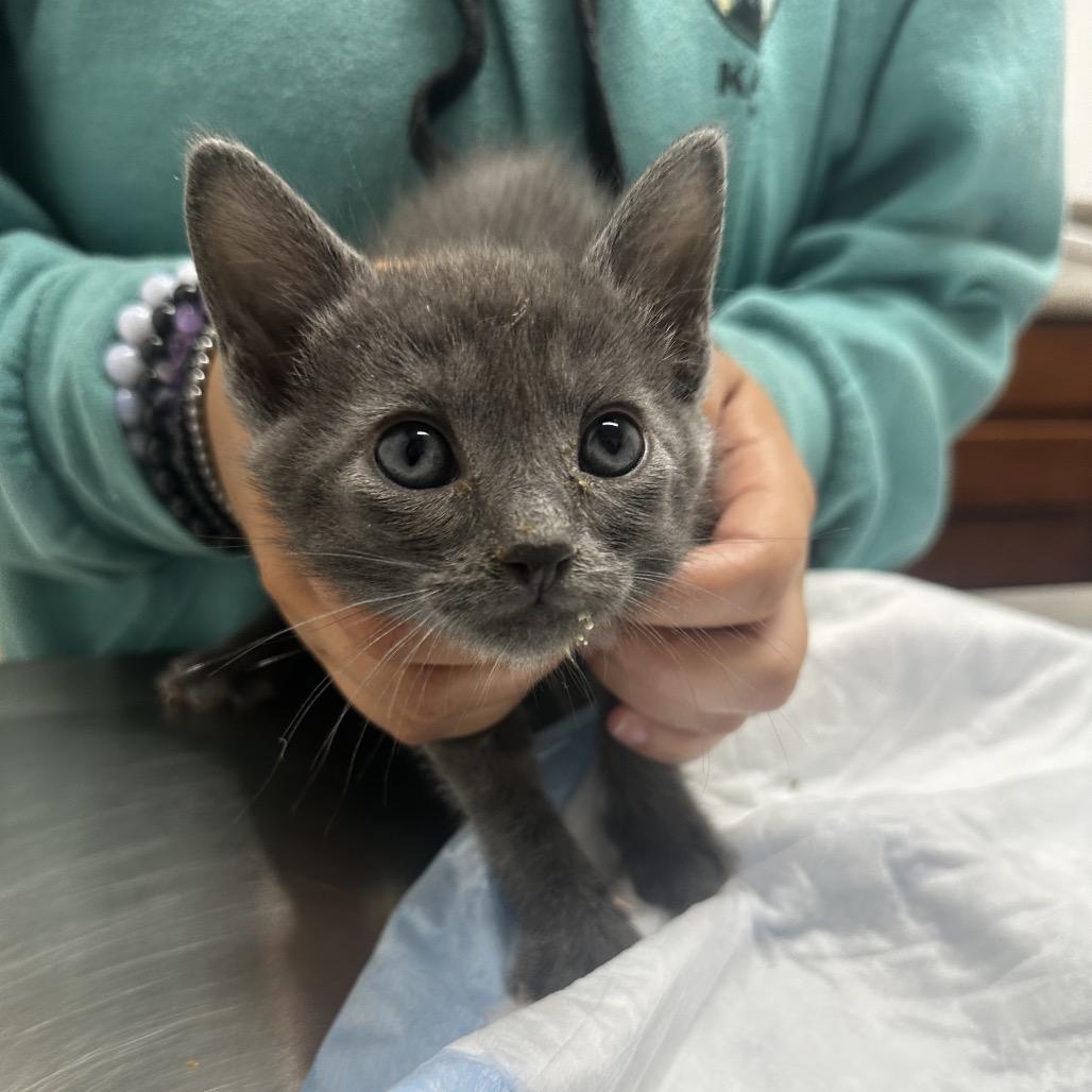 Stormy, Adoptable, Kitten Male Domestic Short Hair.