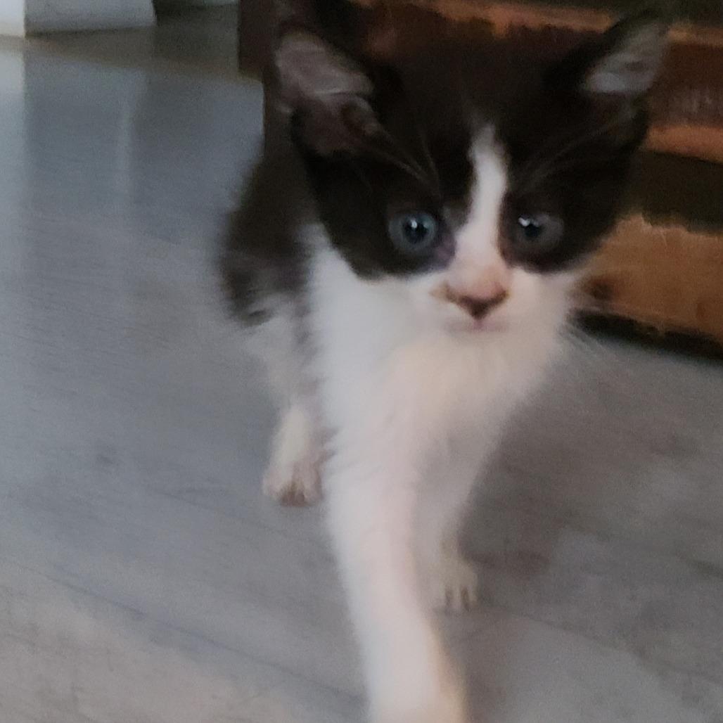 Nod, Adoptable, Kitten Male Domestic Short Hair.