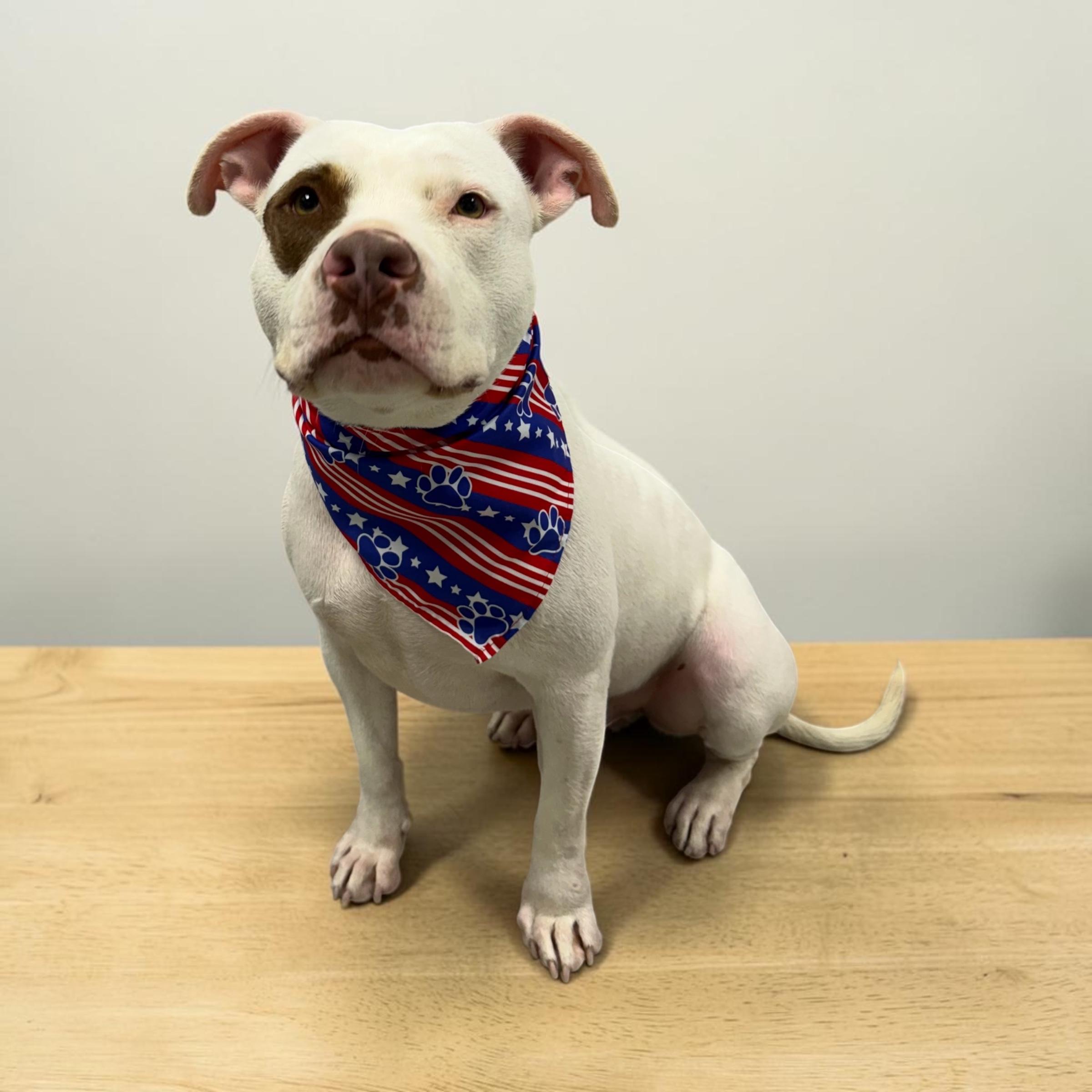 Enlarge Diesel, an adopted mixed breed in Welch, MN image 3/6