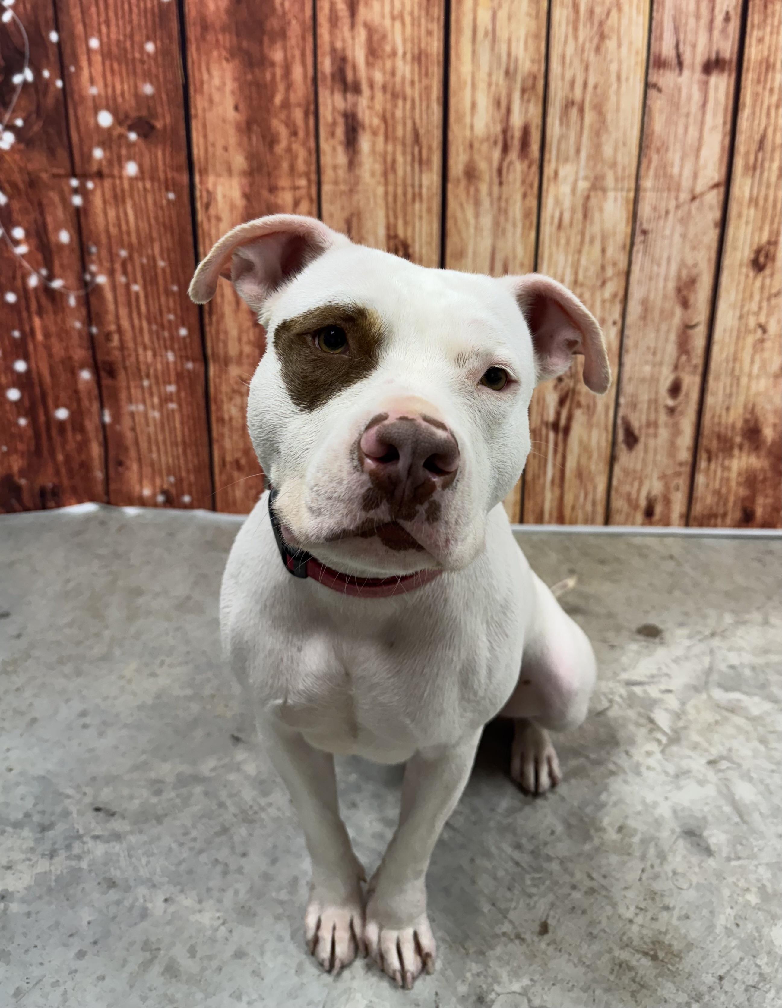 Enlarge Diesel, an adopted mixed breed in Welch, MN image 5/6