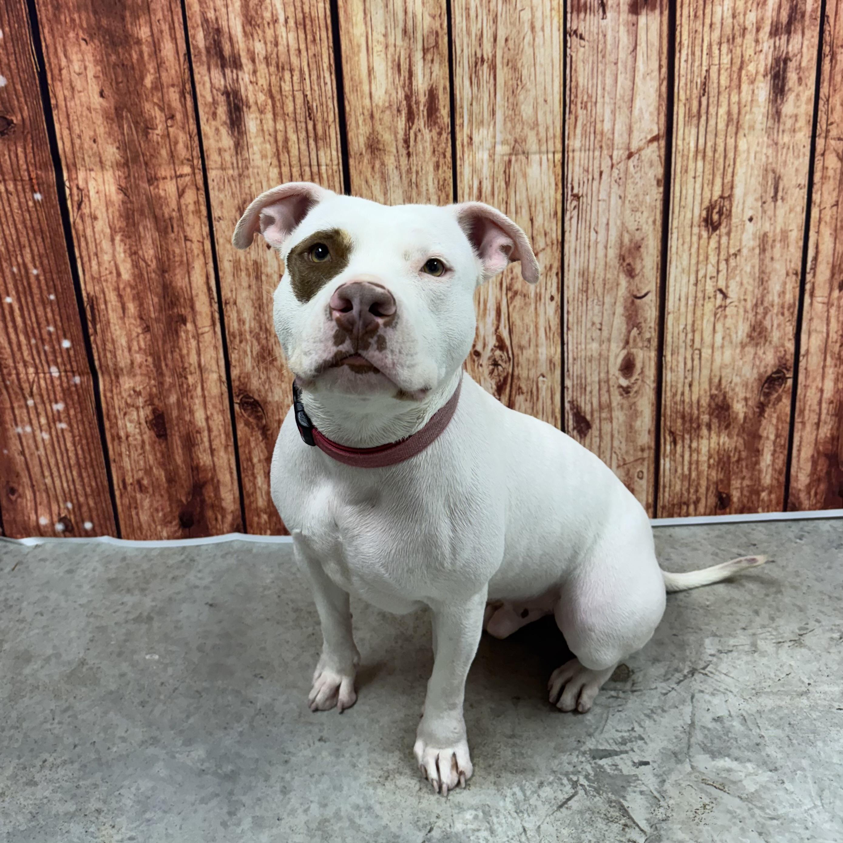 Enlarge Diesel, an adopted mixed breed in Welch, MN image 4/6