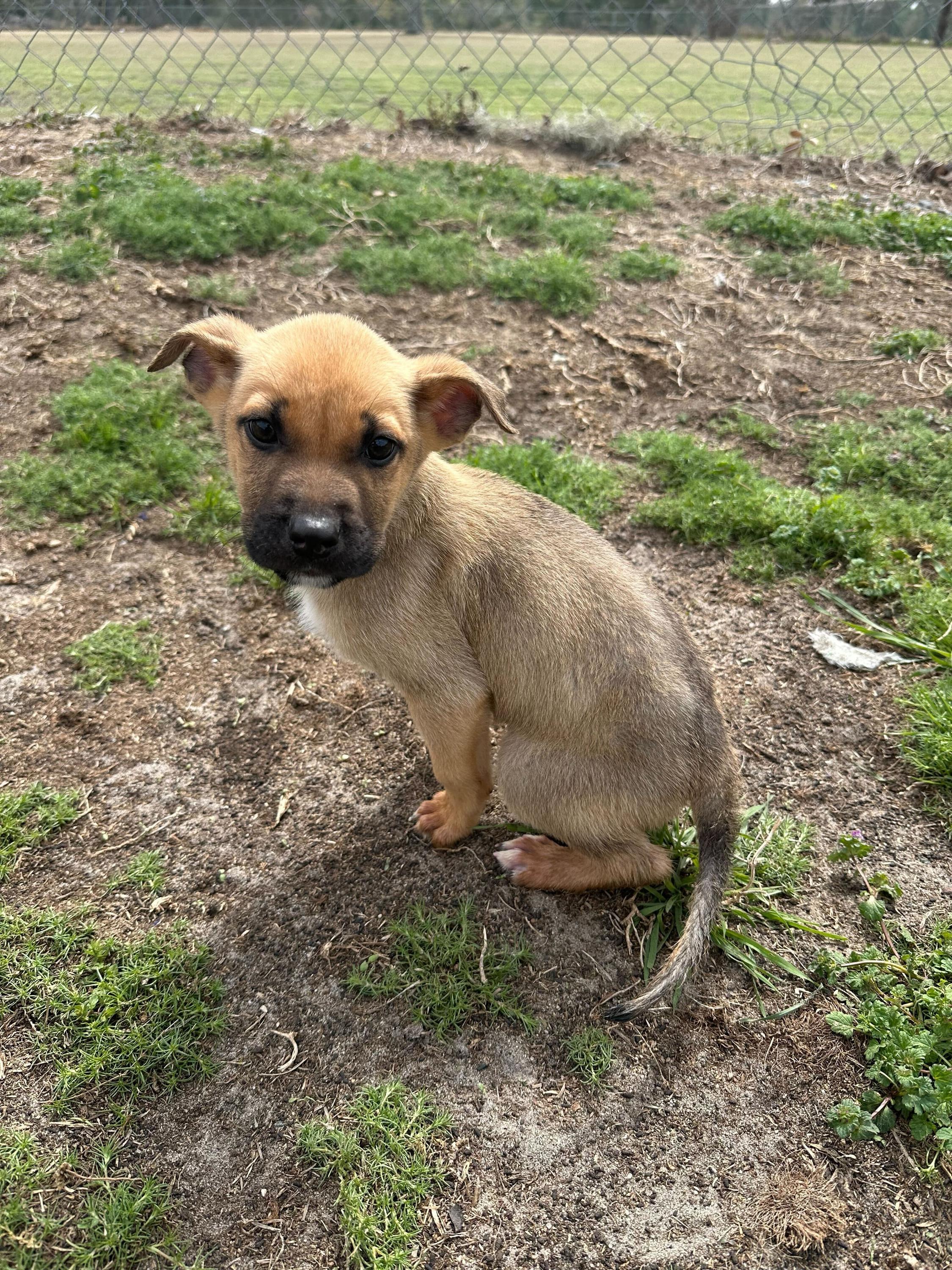 Enlarge Ares, an adopted mixed breed in Valdosta, GA image 1/6